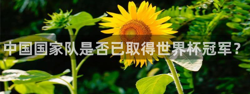 世界杯预选赛亚洲：中国国家队是否已取得世界杯冠军？